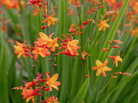 Colourful orange and yellow Crocosmia flowers in a gardenの写真素材