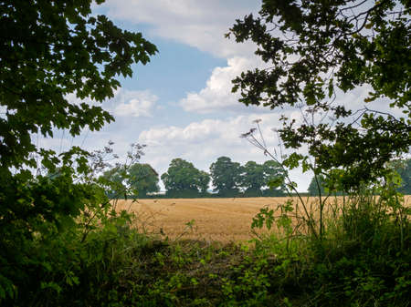 View over a golden wheat field to a row of trees in North Yorkshire, Englandの写真素材