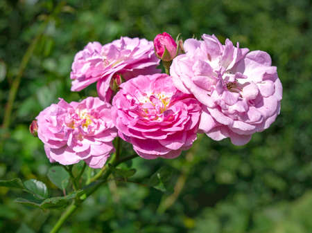 Four lovely pink rose blooms and buds on a branchの写真素材