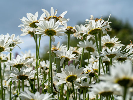 White oxeye daisies in a summer gardenの写真素材