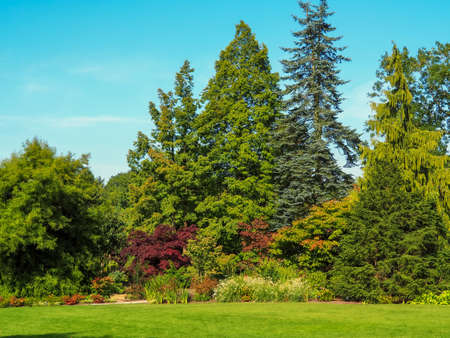 Beautiful green trees and plants in an English summer gardenの写真素材