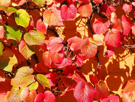 Beautiful red and orange vine leaves in early autumnの写真素材
