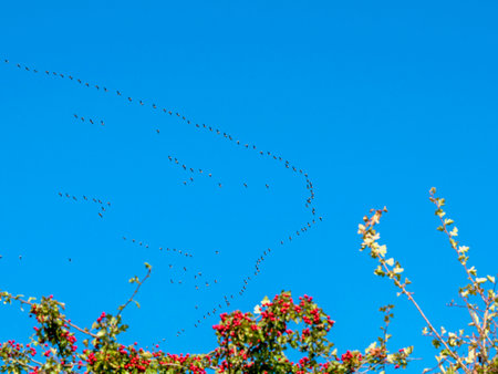 Skeins of geese in formation in a blue sky