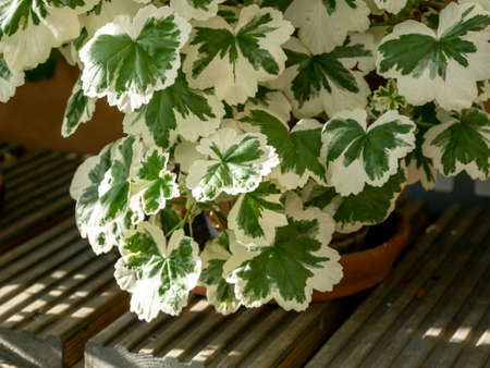 Variegated leaves on a zonal Pelargonium plantの写真素材