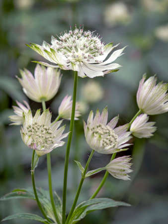 Pretty white Astrantia flowers in a gardenの写真素材