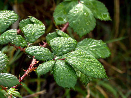Wet blackberry leaves after a shower in a hedgerowの写真素材