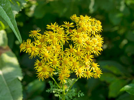 Closeup of yellow common ragwort flowers, Senecio jacobaea