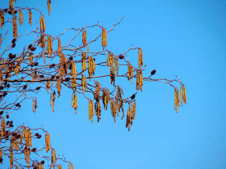 Catkins and cones on hazel tree branches