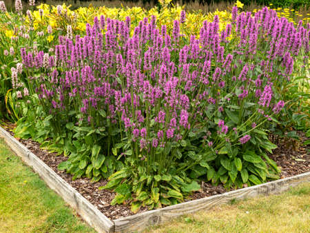 Purple Betony flowering in a flower bed in a garden