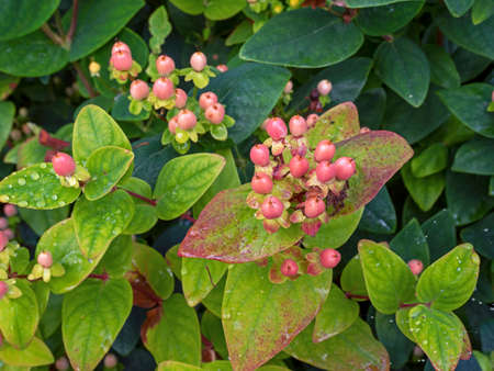 Tutsan plant with berries and green leavesの写真素材