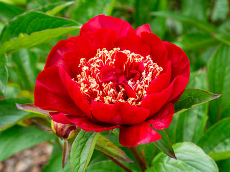 Beautiful Peony flower variety Midnight Sun in a gardenの写真素材