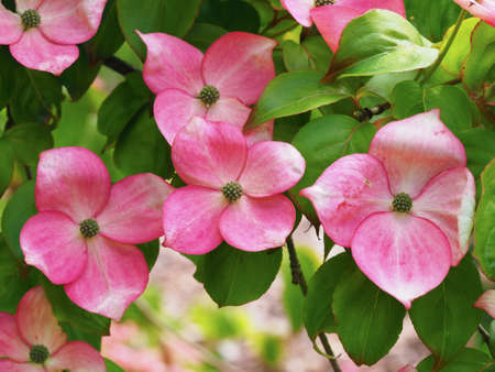 Pink flowers on a dogwood shrub, Cornus kousa Miss Satomiの写真素材