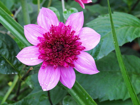 Beautiful pink single Dahlia flower variety Bayouの写真素材