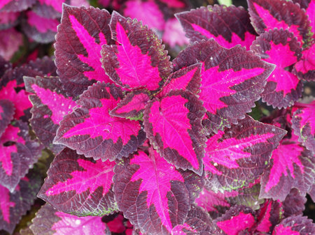 Brightly coloured Coleus leaves seen from aboveの写真素材