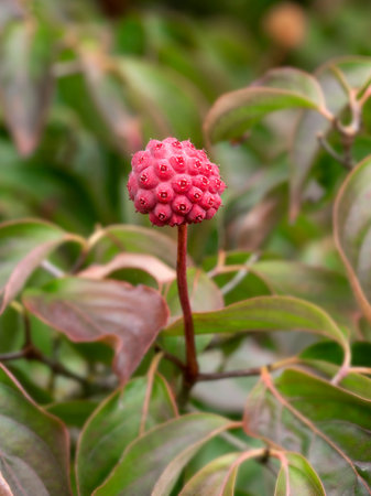 Seed pod on a Cornus kousa dogwood treeの写真素材