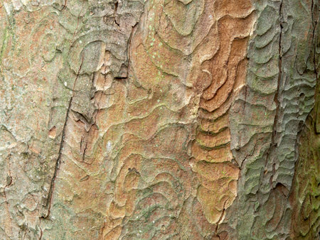 Tree bark pattern for background and textureの写真素材