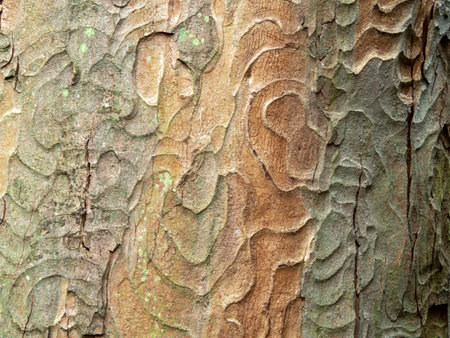 Tree bark pattern for background and textureの写真素材