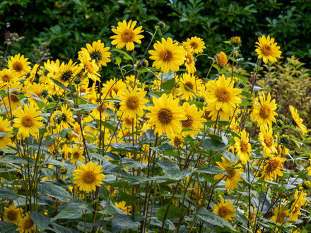 Dense sunflowers flowering in a garden bedの写真素材