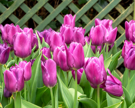 Blue Ribbon tulips flowering in a gardenの写真素材
