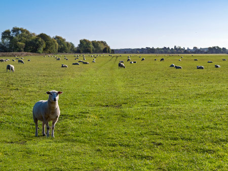 Flock of sheep in a green fieldの写真素材