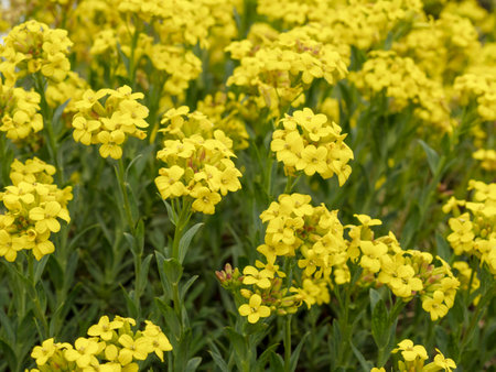 Yellow tree flax flowers in a gardenの写真素材