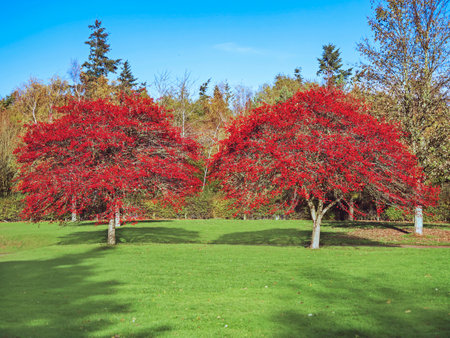 Hawthorn trees covered in red berries in autumnの写真素材