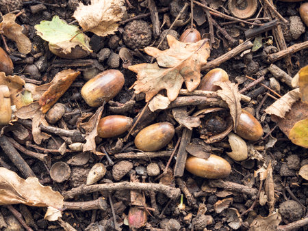 Fallen acorns and oak leaves on a woodland floor