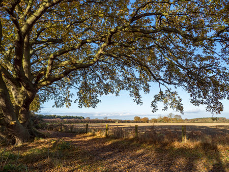 Overhanging branches of a beautiful oak tree with autumn foliageの写真素材