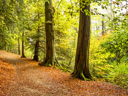 Path through a sunny wood with fallen autumn leavesの写真素材