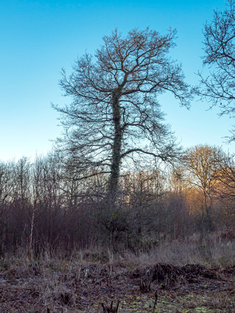 Bare tree in a frosty landscape with a blue skyの写真素材