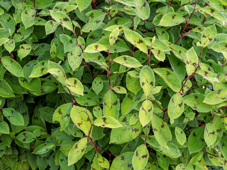 Variegated green leaves of jumpseed, Persicaria virginianaの写真素材