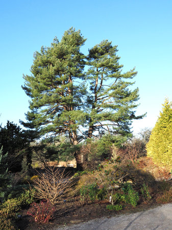 Tall pine tree in a garden with a blue skyの写真素材