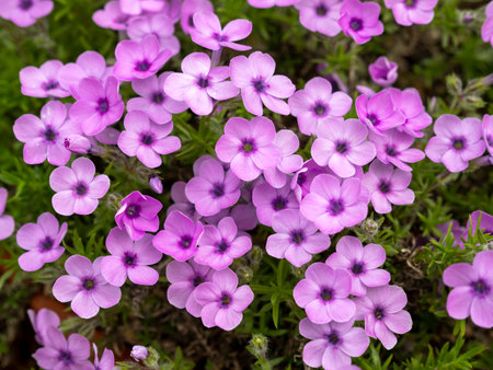 Pretty pink flowers of Phlox douglasii Evaの写真素材