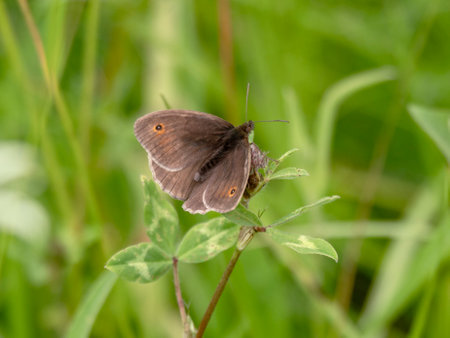 Meadow brown butterfly feeding on a clover flowerの写真素材