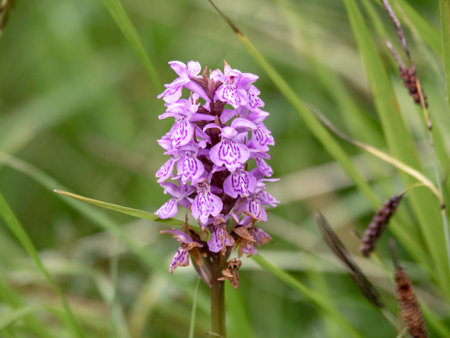 Closeup of a common spotted orchid flower in a meadowの写真素材