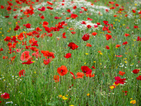 Poppies and mixed flowers in a meadowの写真素材