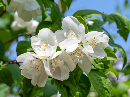 Sweet mock orange blossom against a blue skyの写真素材