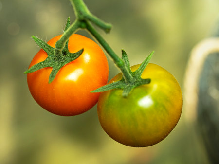 Two Sungold tomatoes ripening on the plantの写真素材