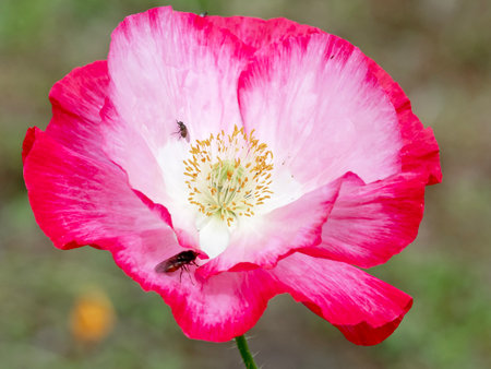 Beautiful pink and white poppy with two little insectsの写真素材