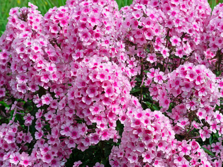 Closeup of Phlox paniculata Miss Pepper flowersの写真素材