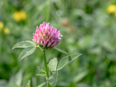Closeup of a pink clover flower in a meadowの写真素材
