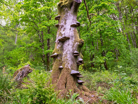 Bracket fungi on a dead tree trunk in a woodの写真素材