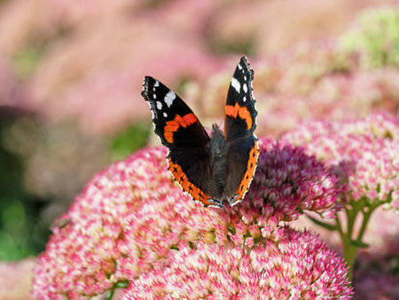 Red admiral butterfly feeding on a Sedum flowerの写真素材