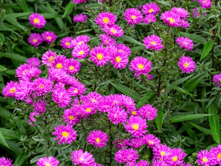 Beautiful pink asters, variety Karminkuppel, flowering in a gardenの写真素材