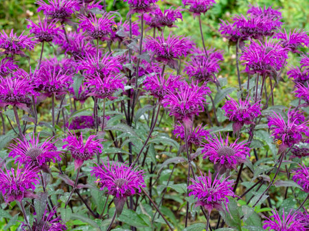Purple Monarda bee balm flowers in a gardenの写真素材