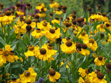 Yellow Helenium sneezeweed flowers in a gardenの写真素材