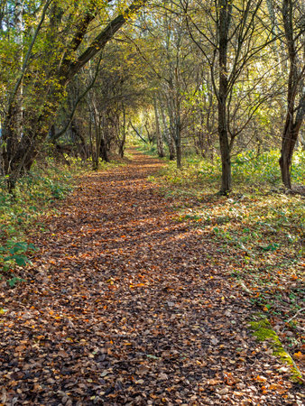 Footpath through a wood with fallen autumn leavesの写真素材