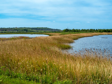 Reedbed between ponds at Fairburn Ings, West Yorkshire, Englandの写真素材