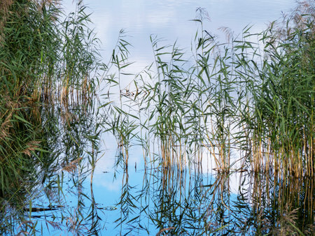 Reeds reflected in the water of a pond