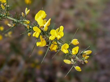 Yellow flowers and thorns on a gorse bushの写真素材